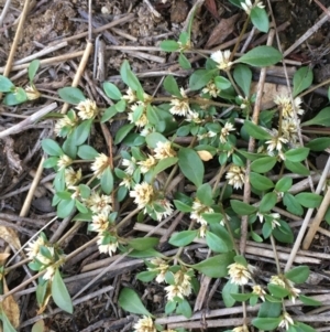 Alternanthera sp. A Flora of NSW (M. Gray 5187) J. Palmer at Majura, ACT - 3 Apr 2019