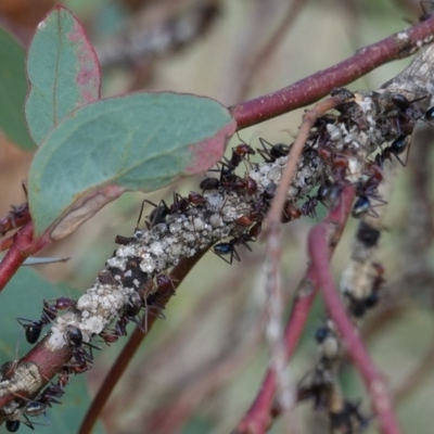 Iridomyrmex purpureus (Meat Ant) at Red Hill to Yarralumla Creek - 3 Apr 2019 by JackyF