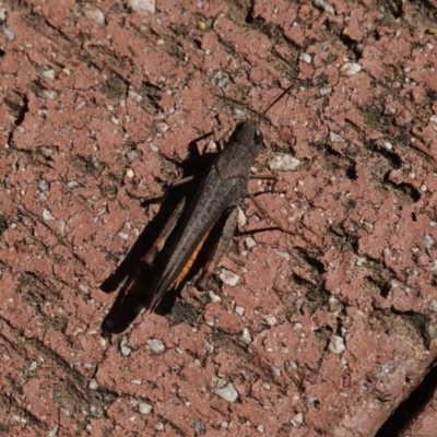 Catantopini sp. (tribe) (Unidentified grasshopper) at Hughes, ACT - 3 Apr 2019 by JackyF