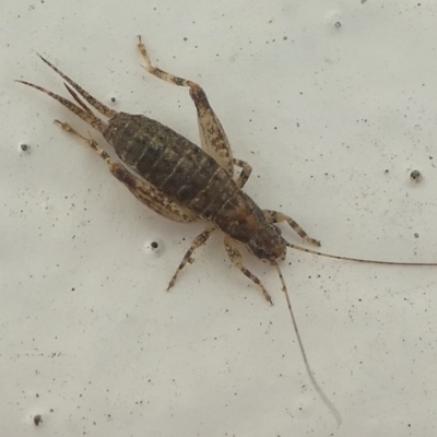 Ornebius sp. (genus) (Scaled Cricket) at Barunguba (Montague) Island - 19 Mar 2019 by HarveyPerkins