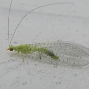 Mallada signatus at Undefined, NSW - 19 Mar 2019 01:06 PM