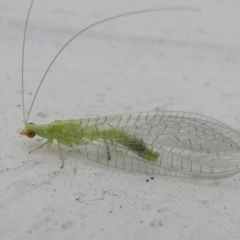 Mallada signatus (Green Lacewing) at Undefined, NSW - 19 Mar 2019 by HarveyPerkins
