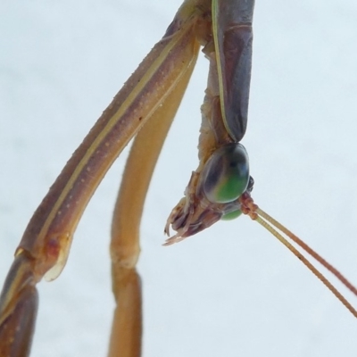 Tenodera australasiae (Purple-winged mantid) at Barunguba (Montague) Island - 19 Mar 2019 by HarveyPerkins