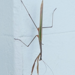 Tenodera australasiae at Undefined, NSW - 19 Mar 2019