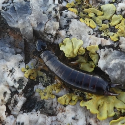 ANISOLABIDIDAE (An earwig) at Barunguba (Montague) Island - 19 Mar 2019 by HarveyPerkins