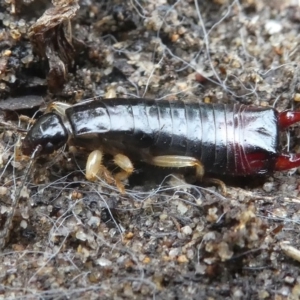 Anisolabididae (family) at Undefined, NSW - 24 Mar 2019