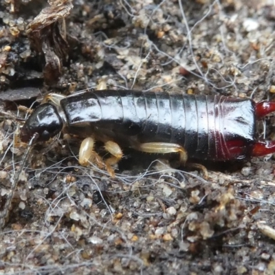 Anisolabididae (family) (Unidentified wingless earwig) at Undefined, NSW - 24 Mar 2019 by HarveyPerkins