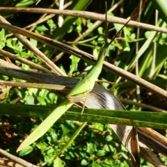 Acrida conica (Giant green slantface) at Barunguba (Montague) Island - 19 Mar 2019 by HarveyPerkins