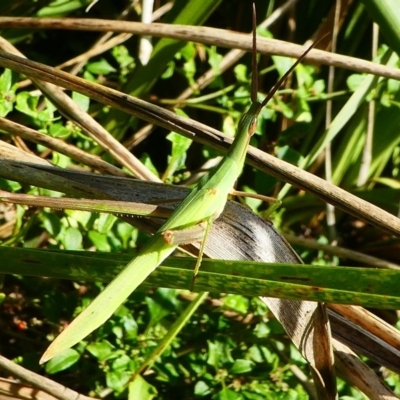 Acrida conica (Giant green slantface) at Undefined, NSW - 19 Mar 2019 by HarveyPerkins