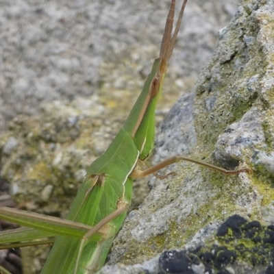 Acrida conica (Giant green slantface) at Barunguba (Montague) Island - 24 Mar 2019 by HarveyPerkins