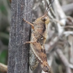 Phaulacridium vittatum (Wingless Grasshopper) at Undefined, NSW - 23 Mar 2019 by HarveyPerkins