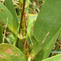 Conocephalomima barameda (False Meadow Katydid, Barameda) at Barunguba (Montague) Island - 24 Mar 2019 by HarveyPerkins