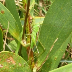 Conocephalomima barameda at Barunguba (Montague) Island - 24 Mar 2019 01:01 PM