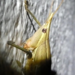 Pseudorhynchus mimeticus at Barunguba (Montague) Island - 22 Mar 2019 08:50 PM