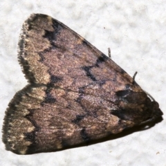 Mormoscopa phricozona (A Herminiid Moth) at Ainslie, ACT - 3 Apr 2019 by jbromilow50