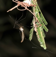 Ptilogyna sp. (genus) (A crane fly) at Mount Ainslie - 3 Apr 2019 by jbromilow50