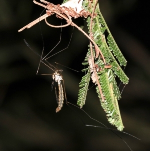 Ptilogyna sp. (genus) at Ainslie, ACT - 3 Apr 2019 09:45 PM