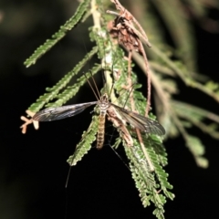 Ptilogyna sp. (genus) at Ainslie, ACT - 3 Apr 2019 09:45 PM