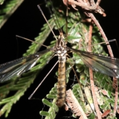 Ptilogyna sp. (genus) at Ainslie, ACT - 3 Apr 2019 09:45 PM