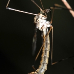 Ptilogyna sp. (genus) at Ainslie, ACT - 3 Apr 2019 09:45 PM