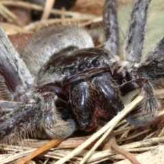 Isopeda sp. (genus) (Huntsman Spider) at Acton, ACT - 1 Apr 2019 by jbromilow50