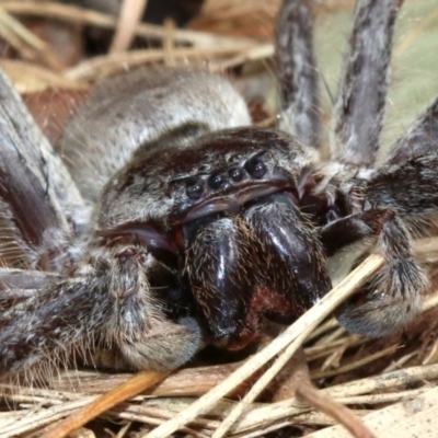 Isopeda sp. (genus) (Huntsman Spider) at Lake Burley Griffin West - 1 Apr 2019 by jbromilow50