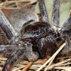 Isopeda sp. (genus) at Acton, ACT - 1 Apr 2019 01:46 PM