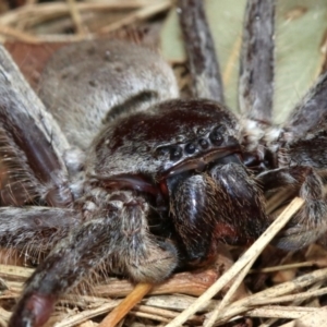 Isopeda sp. (genus) at Acton, ACT - 1 Apr 2019 01:46 PM