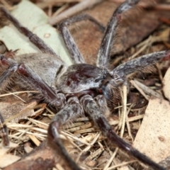 Isopeda sp. (genus) at Acton, ACT - 1 Apr 2019 01:46 PM