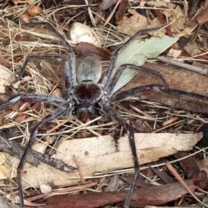 Isopeda sp. (genus) at Acton, ACT - 1 Apr 2019 01:46 PM