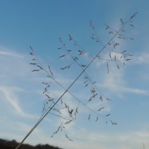 Eragrostis curvula at Tuggeranong DC, ACT - 27 Feb 2019