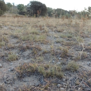 Eragrostis curvula at Tuggeranong DC, ACT - 27 Feb 2019