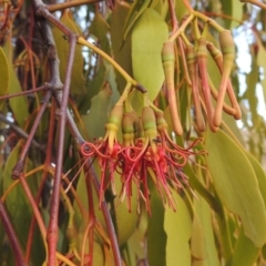 Amyema miquelii (Box Mistletoe) at Tuggeranong Hill - 27 Feb 2019 by michaelb