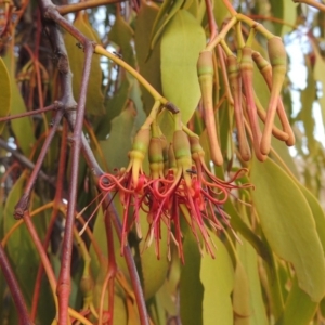 Amyema miquelii at Tuggeranong DC, ACT - 27 Feb 2019 07:31 PM