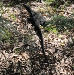 Varanus varius (Lace Monitor) at Nadgee Nature Reserve - 26 Mar 2019 by OPJ