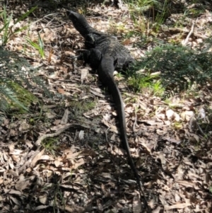 Varanus varius at Wonboyn, NSW - 26 Mar 2019