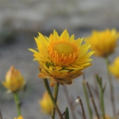 Xerochrysum viscosum (Sticky Everlasting) at Tuggeranong DC, ACT - 27 Feb 2019 by michaelb