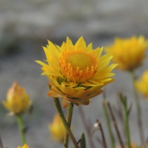 Xerochrysum viscosum at Tuggeranong DC, ACT - 27 Feb 2019