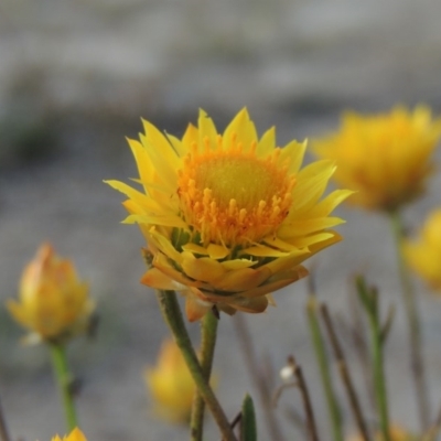 Xerochrysum viscosum (Sticky Everlasting) at Rob Roy Range - 27 Feb 2019 by michaelb