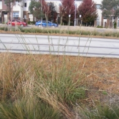 Bothriochloa biloba (Lobed Bluegrass) at Harrison, ACT - 3 Apr 2019 by MichaelMulvaney