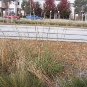 Bothriochloa biloba at Harrison, ACT - 3 Apr 2019 04:04 PM