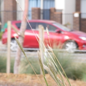 Bothriochloa biloba at Harrison, ACT - 3 Apr 2019