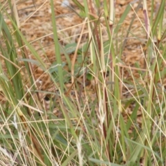 Bothriochloa biloba at Harrison, ACT - 3 Apr 2019 04:04 PM