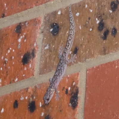 Christinus marmoratus (Southern Marbled Gecko) at Flynn, ACT - 2 Apr 2019 by Christine