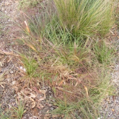 Panicum capillare/hillmanii (Exotic/Invasive Panic Grass) at Franklin, ACT - 3 Apr 2019 by MichaelMulvaney