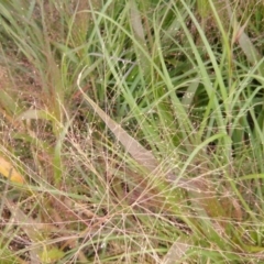 Panicum capillare/hillmanii at Franklin, ACT - 3 Apr 2019 04:08 PM