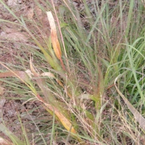 Panicum capillare/hillmanii at Franklin, ACT - 3 Apr 2019 04:08 PM