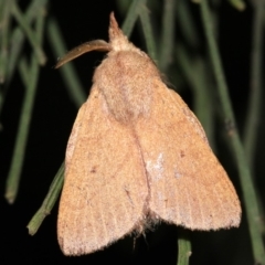 Pararguda nasuta (Wattle Snout Moth) at Ainslie, ACT - 3 Apr 2019 by jbromilow50