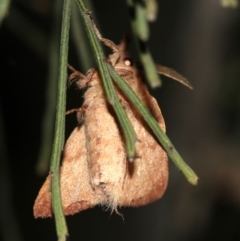 Pararguda nasuta at Ainslie, ACT - 3 Apr 2019