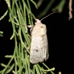 Proteuxoa hypochalchis (Black-bar Noctuid) at Ainslie, ACT - 3 Apr 2019 by jb2602